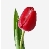 Тюльпан бело-красный - заказать и купить цветы с доставкой | Donpion